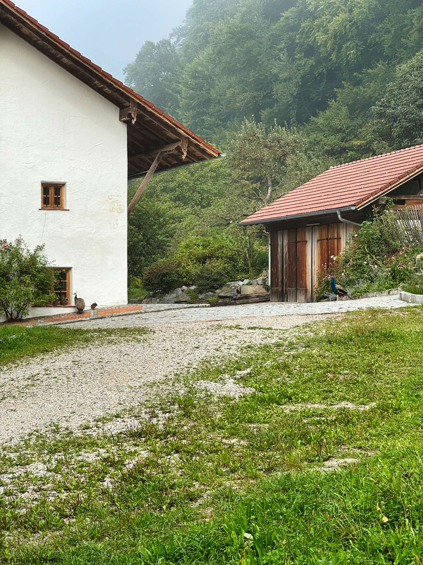 Kleine Pfauen Familie